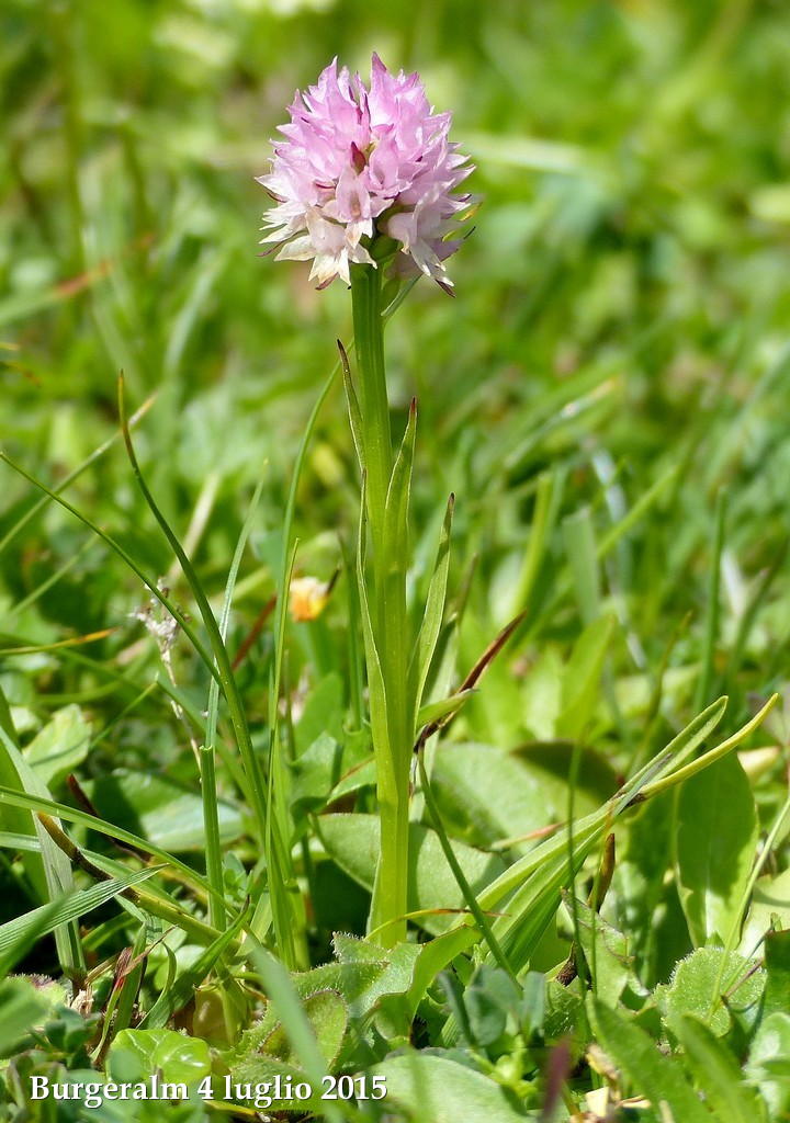 Orchidee alpine austriache ( M.Traweng, Burgeralm, Petzen, M.Dobratsch)